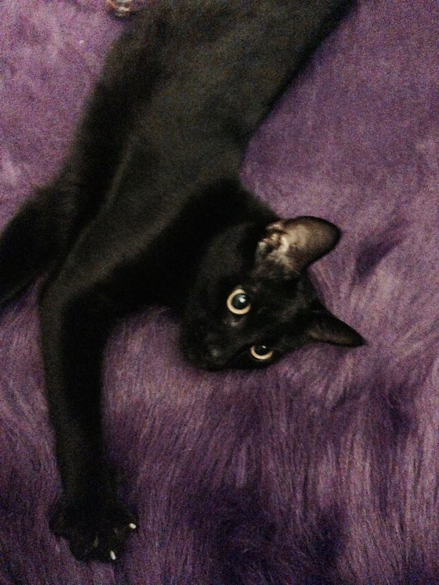 𝑙𝑖𝑡𝑡𝑙𝑒 𝑚𝑜𝑜𝑛 ⏾ tweet media