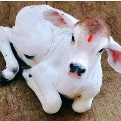 सनातन का आधार #गौमाता_राष्ट्रमाता राष्ट्रीयधरोहर व संरक्षित पूज्यजीव घोषित हों।बेसहारा गौमाता व गौवंश का कानूनीसंरक्षण-संवर्धन हो।देश में गौहत्या बंद हो.<a href="/narendramodi/">Narendra Modi</a>
<a href="/HMOIndia/">गृहमंत्री कार्यालय, HMO India</a> <a href="/AmitShah/">Amit Shah</a>
<a href="/Min_FAHD/">Ministry of Fisheries, Animal Husbandry & Dairying</a> <a href="/girirajsinghbjp/">Giriraj Singh</a>
<a href="/arjunrammeghwal/">Arjun Ram Meghwal</a> <a href="/MLJ_GoI/">Ministry of Law and Justice</a>
<a href="/pfaindia/">People For Animals India</a> <a href="/Manekagandhibjp/">Maneka Sanjay Gandhi</a>
#गौरक्षाकानून