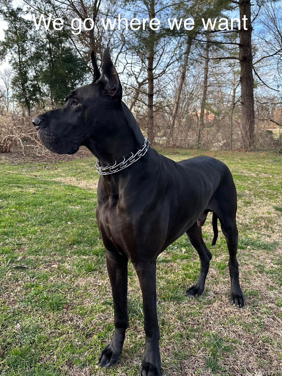 The Panic tweet media