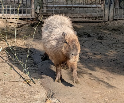ミツト父ちゃん！おはカピです！

541回目のバイオパーク訪問です！！

(2025.12.01長崎バイオパーク)