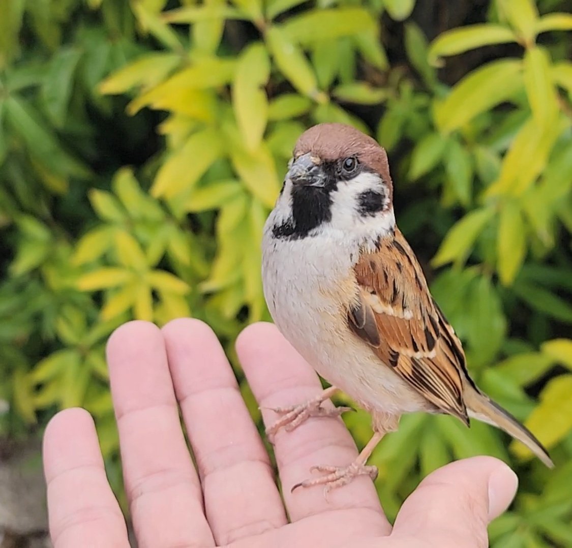 ピピピ (@pi_pipi33) / Posts / X