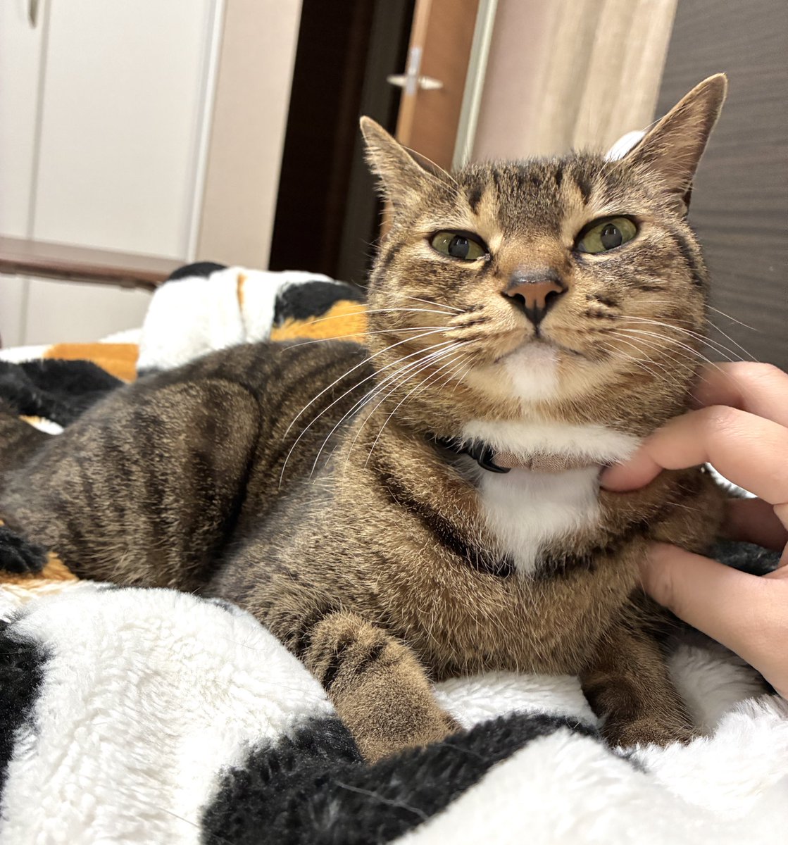 ぺろすけ tweet media