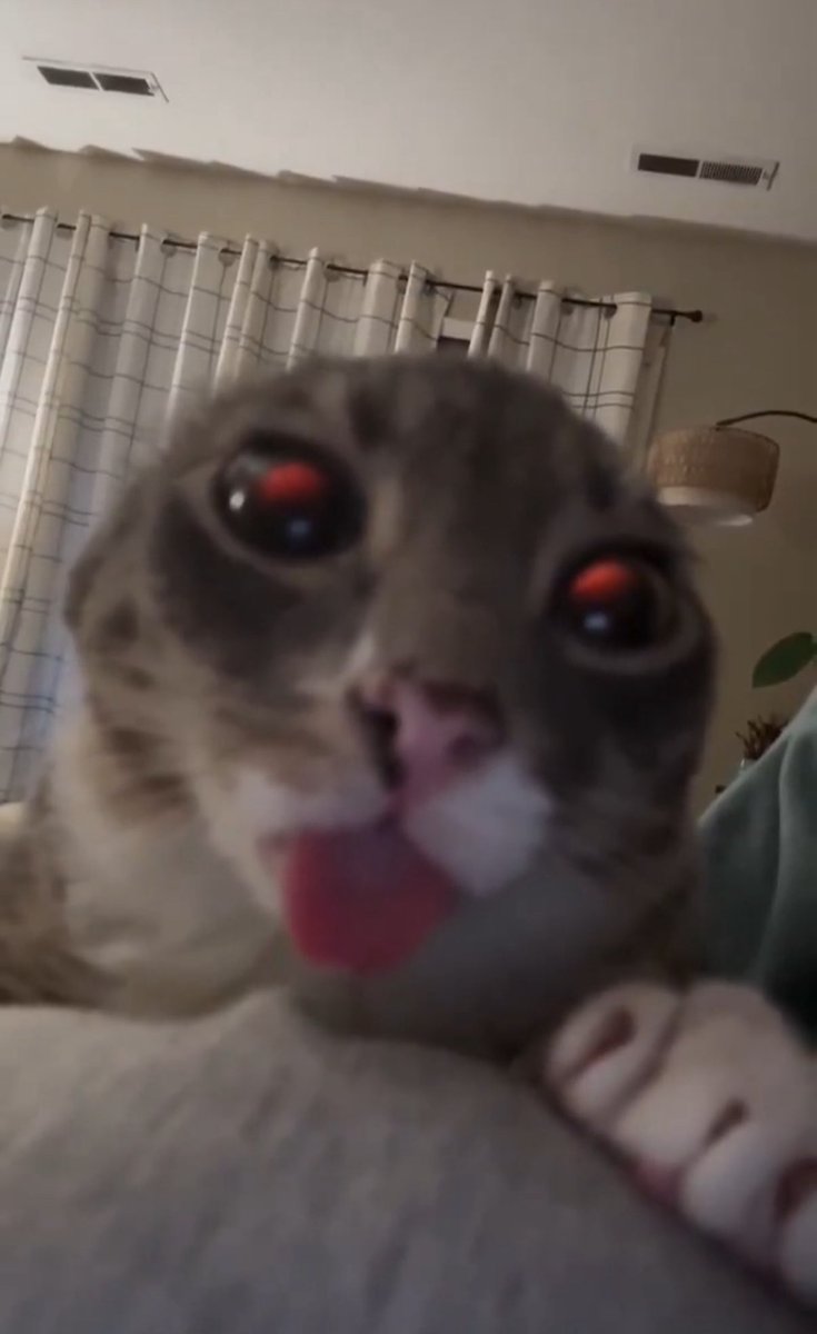 CatsHeld's tweet photo. https://t.co/WH4gMKLAeQ