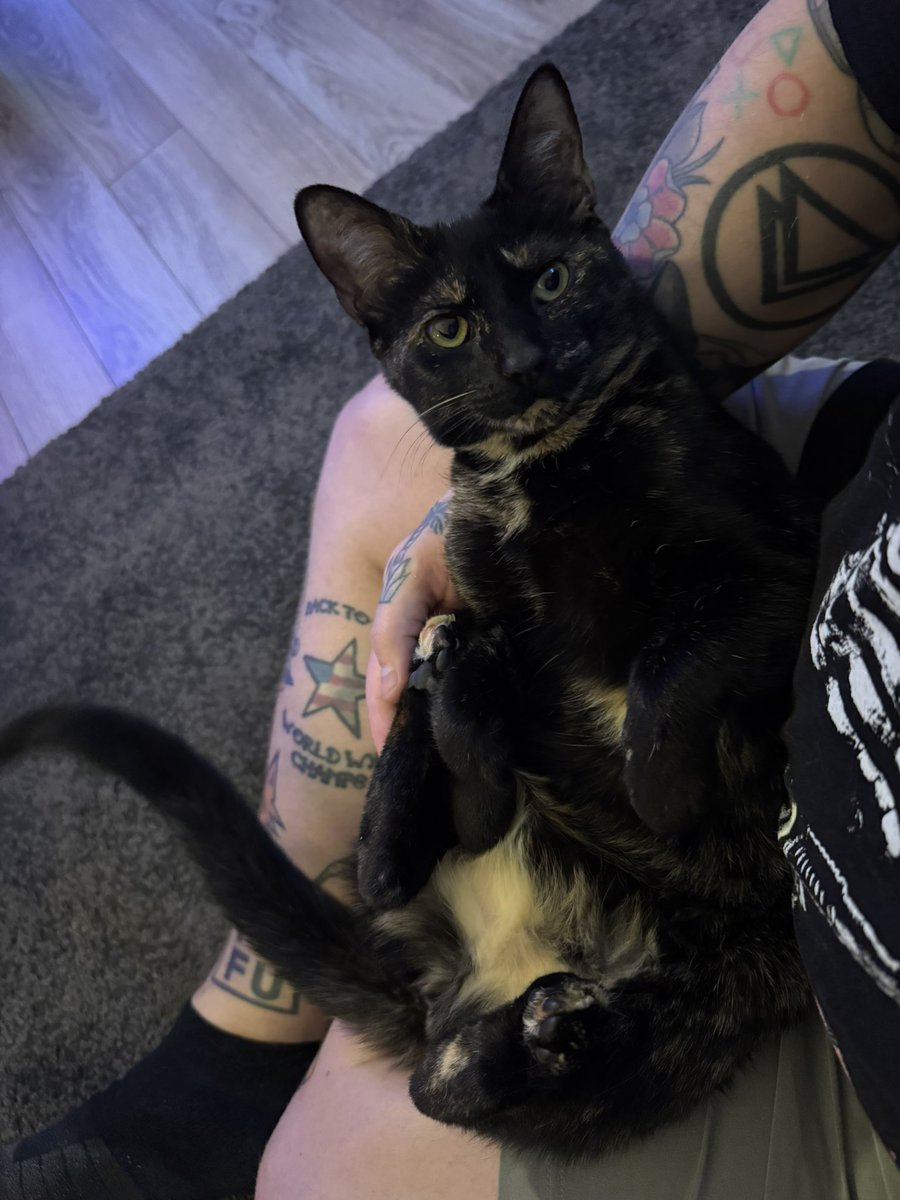 a salty dog tweet media