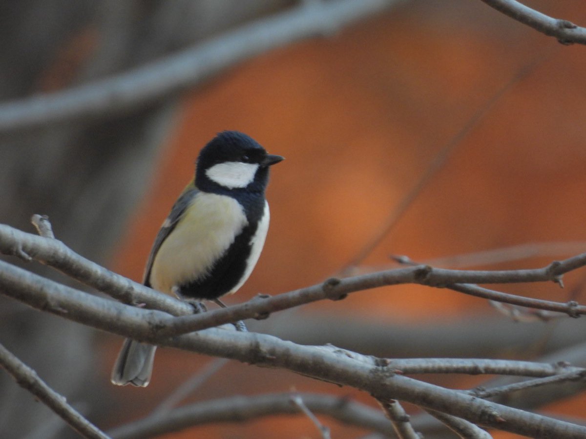 おはようございます！
入間市東町のラーメン一樹です

2月17日(火)通常通り営業します
昼11時〜14時
夜17時〜20時45分

限定B
辛味噌ラーメン950円

辛味噌ラーメン引き続きよろしくお願いします
旨辛です
今週もよろしくお願い致します！