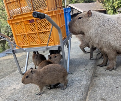 台車が気になる仔カピちゃん！

(2025.12.01長崎バイオパーク)