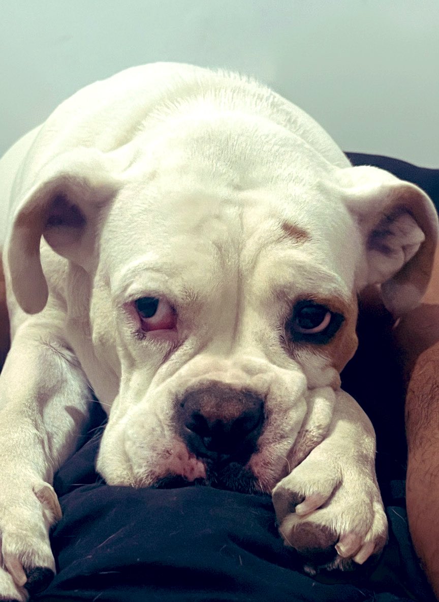 Lo más bello que verás hoy.. si no es así muestra tu mascota.