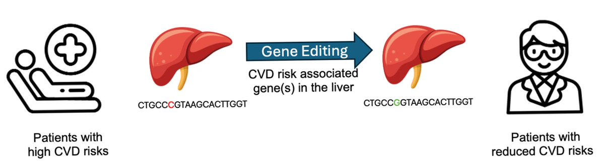 drpablocorral's tweet image. 🧬Gene Editing Therapies Targeting Lipid Metabolism for Cardiovascular Disease: Tools, Delivery Strategies, and Clinical Progress

1️⃣ PCSK9
LDL-C ↓ via sustained LDLR recycling
Proof-of-concept strongest (human genetics → drugs → editing)

2️⃣ ANGPTL3
TG ↓ + LDL-C ↓ (LPL