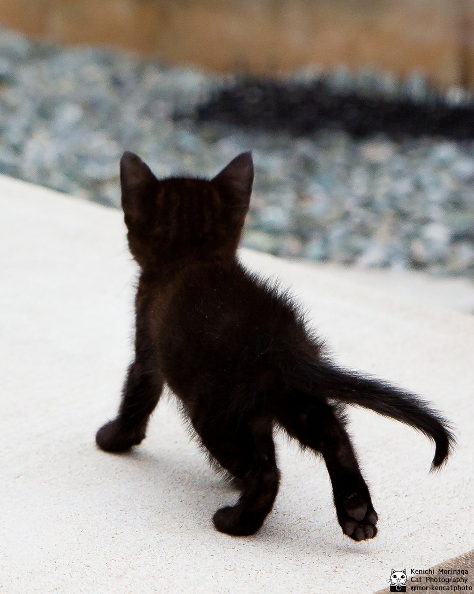photomoriken's tweet photo. 後ろ姿不定期更新
ネコの後ろ姿と後頭部はかわいい！
#猫
#nekoくらぶ https://t.co/29JLdJto90