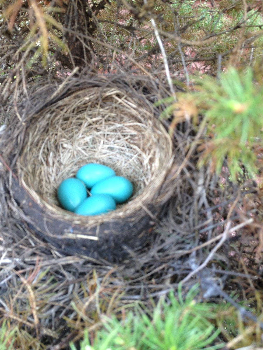 Jim Brown tweet media