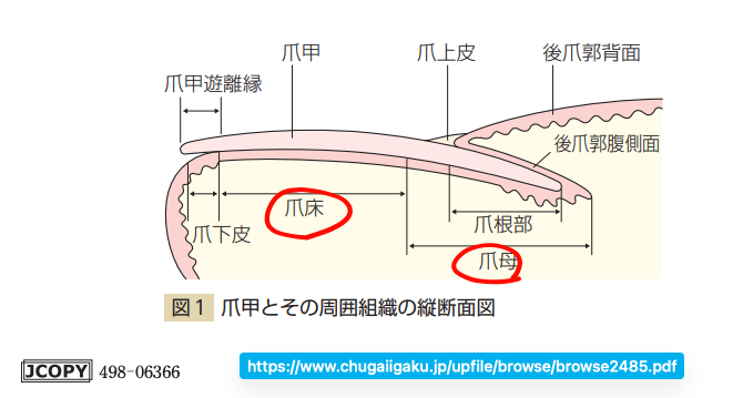 SoS@皮膚科専門医試験対策編 tweet media