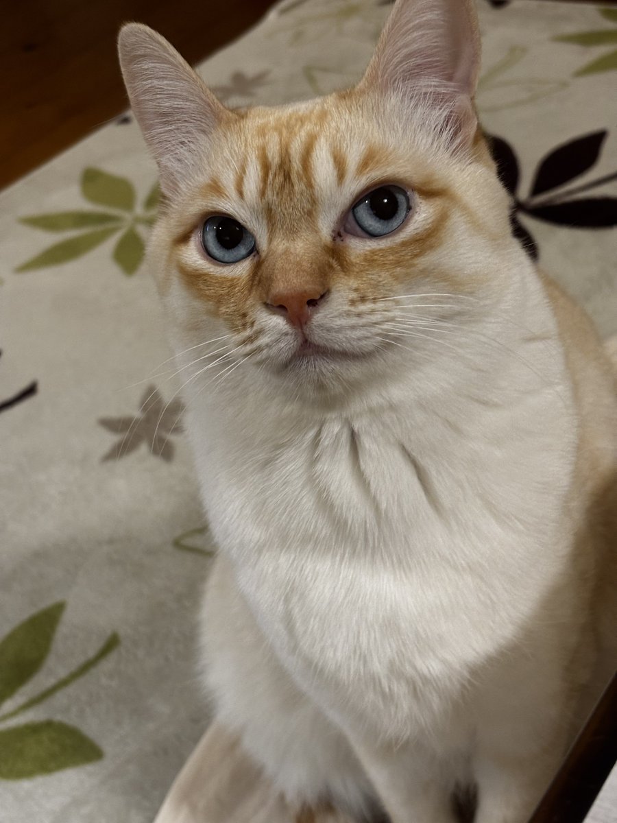 ぬるりと出ていく猫はこいつです。ぬるりた