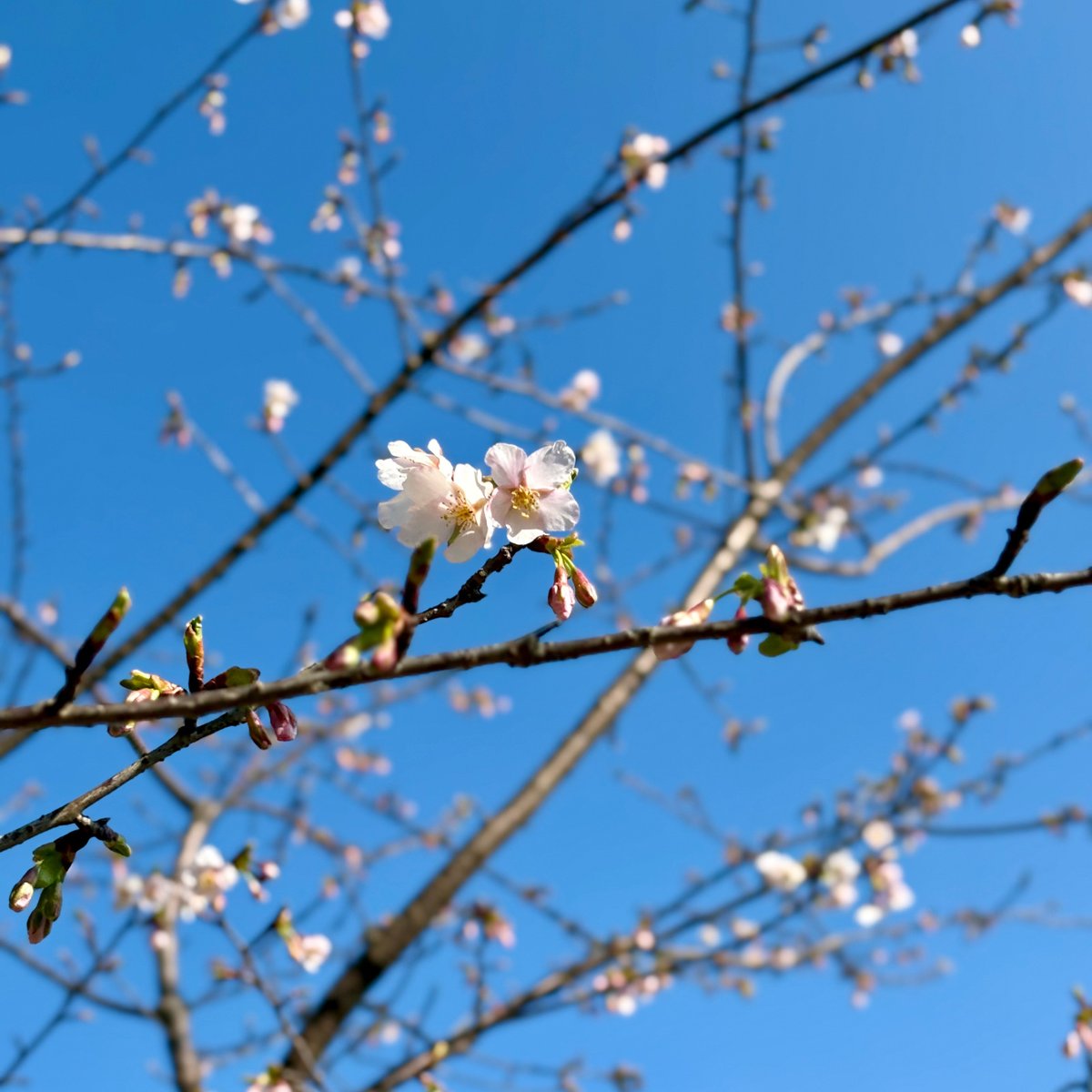 tsukayamapark's tweet photo. 第二園路脇斜面の玉縄桜が2分咲きとなっています。 https://t.co/wf68Ew1Pqy