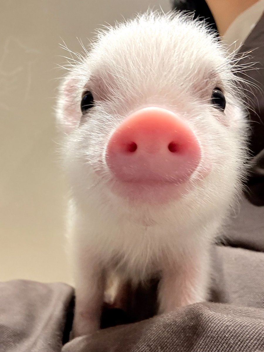 おはようございます☀🐷

#マイクロブタ #pignic