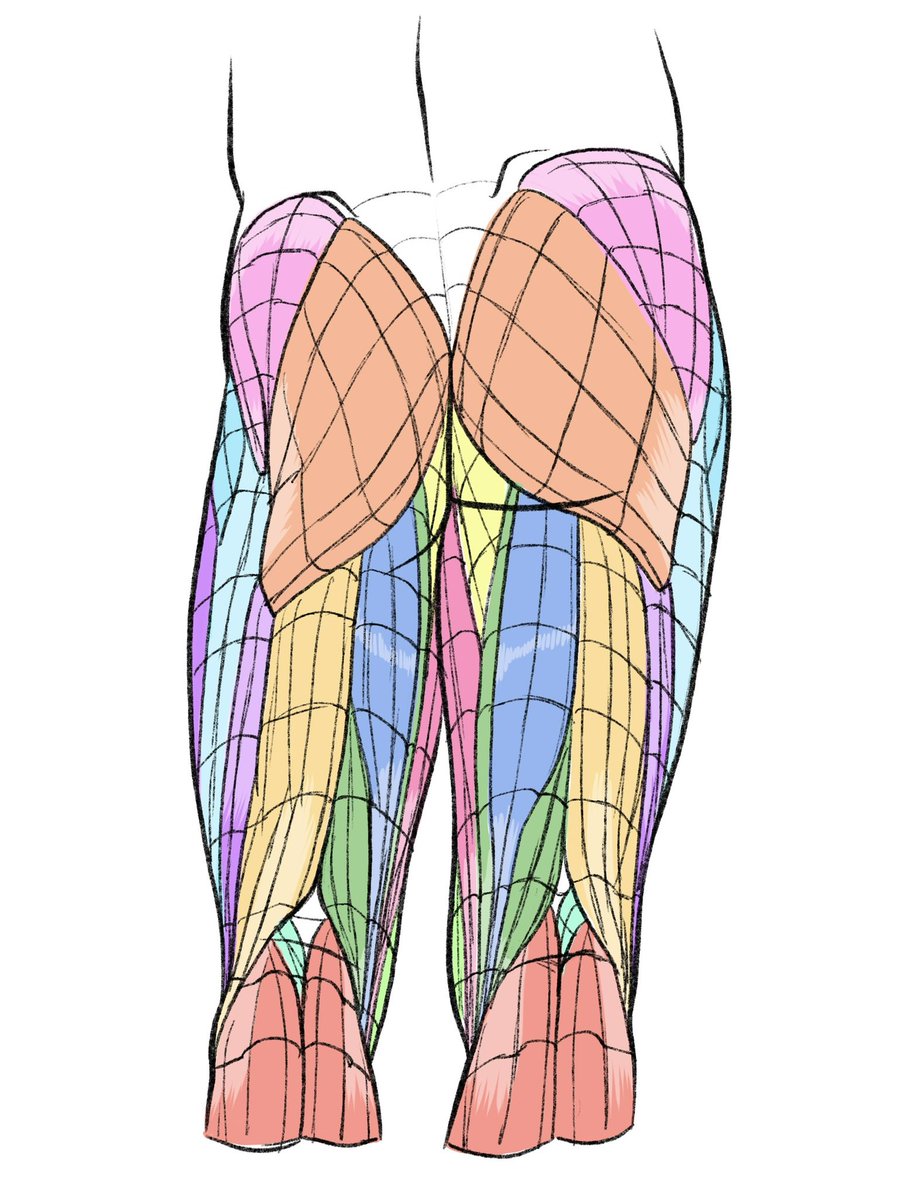 伊豆の美術解剖学者 tweet media
