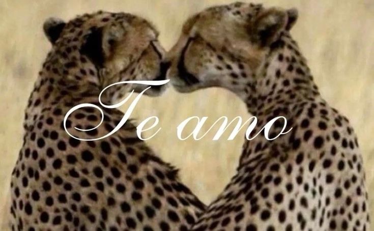 torta de frango (@tortadefrango67) on Twitter photo 