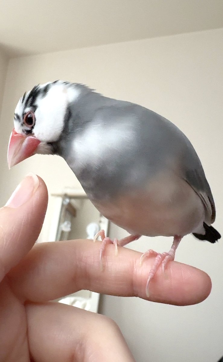 Post by ふく（幸せ文鳥ライフ） on X: おはふくちゃん