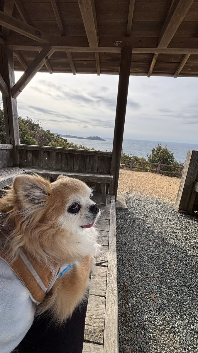 チビちゃん見晴らしいいね✨