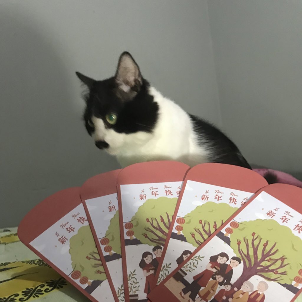 NIKI_THECAT's tweet photo. 新年快乐,万事如意🙏 https://t.co/U8fqm2S5DT