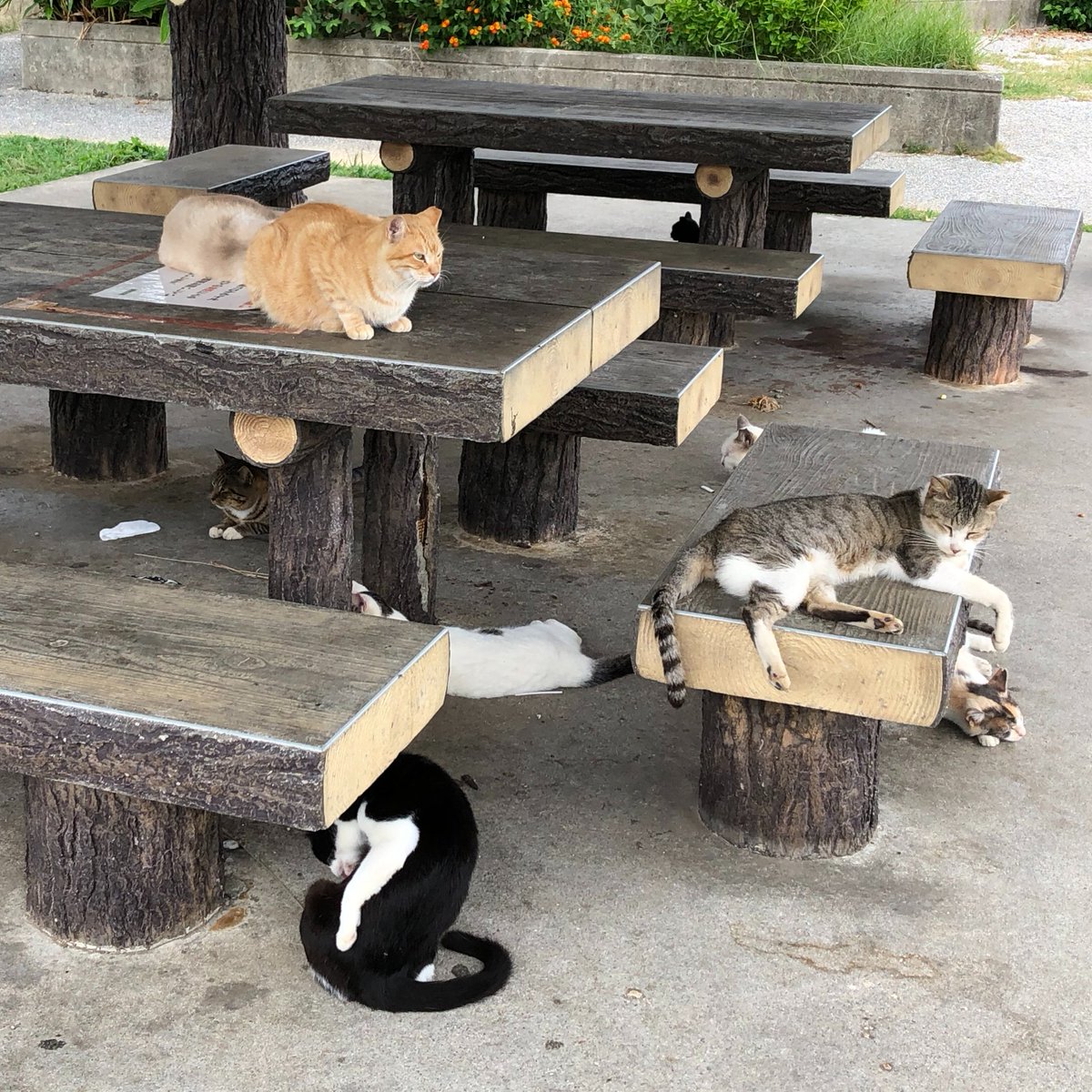 よったん (@nagonago2020) / Posts / X