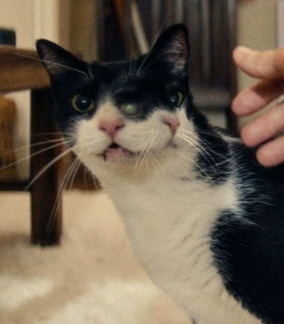 si tuviese un peso por cada vez que un animal con dos caras aparece en una película nominda al oscar por best picture en 2026 tendría dos pesos, lo cual no es mucho, pero es raro que haya pasado dos veces