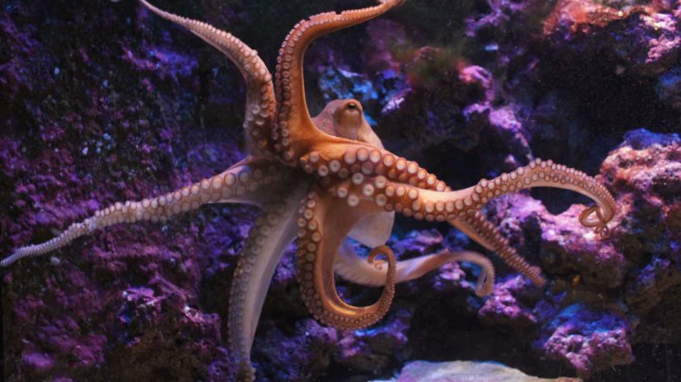 Godeeper888's tweet photo. @Crazymoments01 1/15
33 scientists would rather believe in space aliens than God.
That's not a joke. That's a peer-reviewed paper.
Let me explain. 🧵
#Science #God #Evolution #Octopus #AI #Truth #DeNovo #GoDeeper https://t.co/ytmtB0mD2s