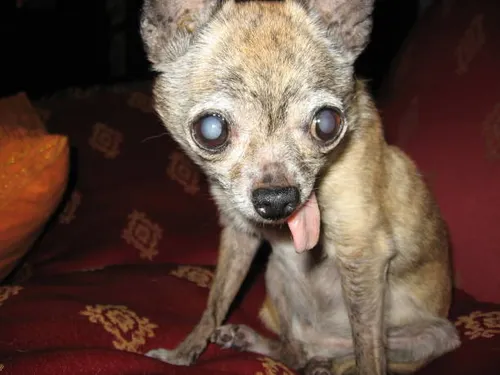 OldDogStudio tweet media