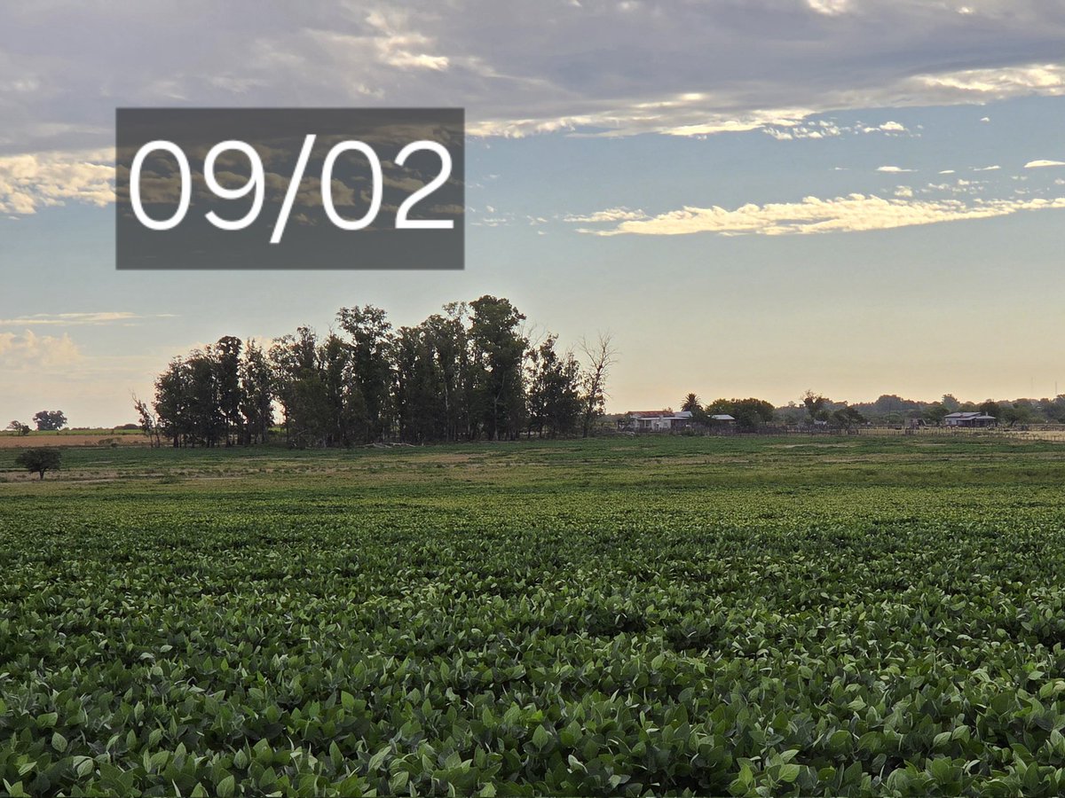 Renzo Basso 🌽🌾🌱🚜📸 tweet media