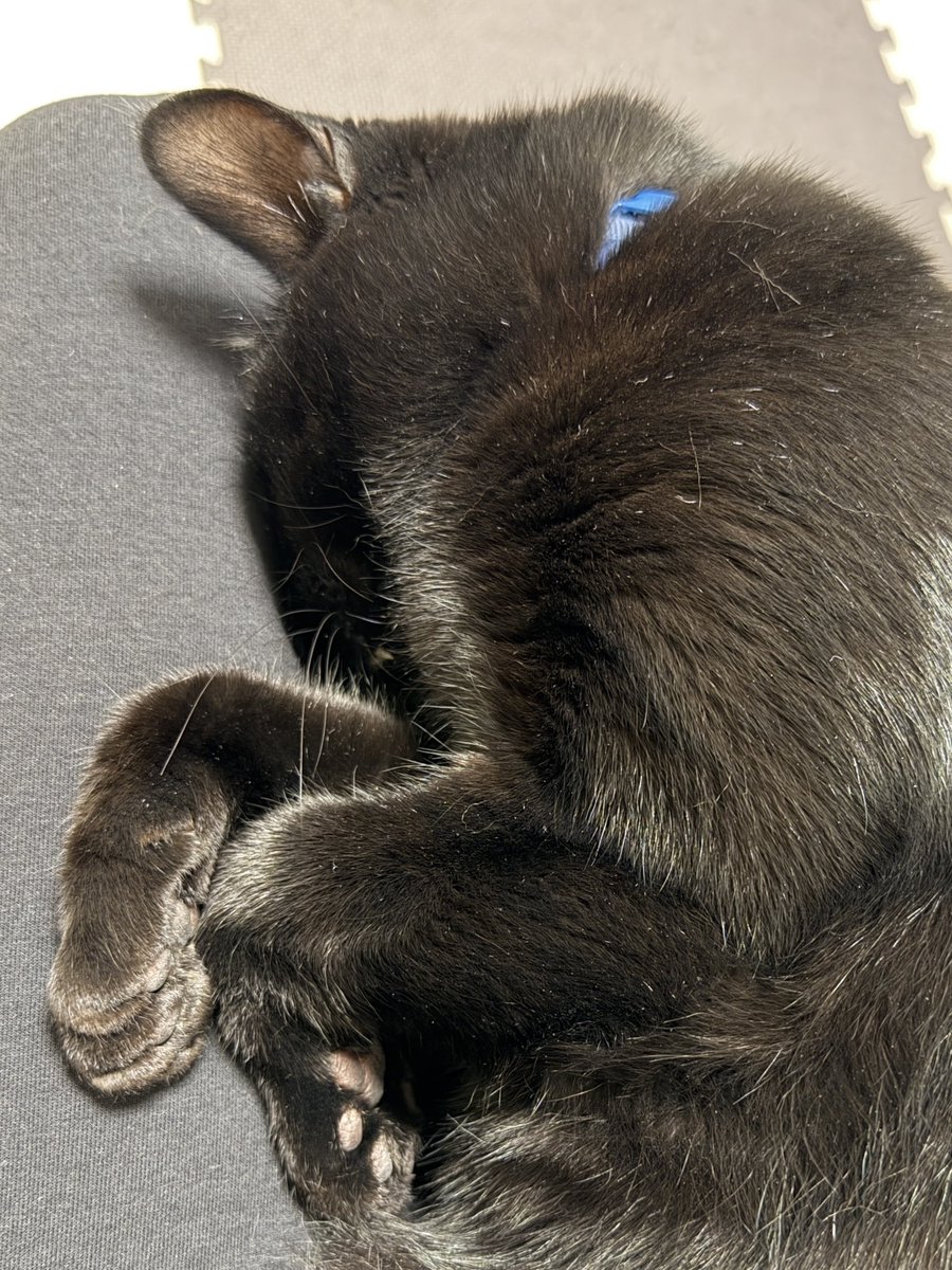 旅猫 (@tabinekocat) / Posts / X