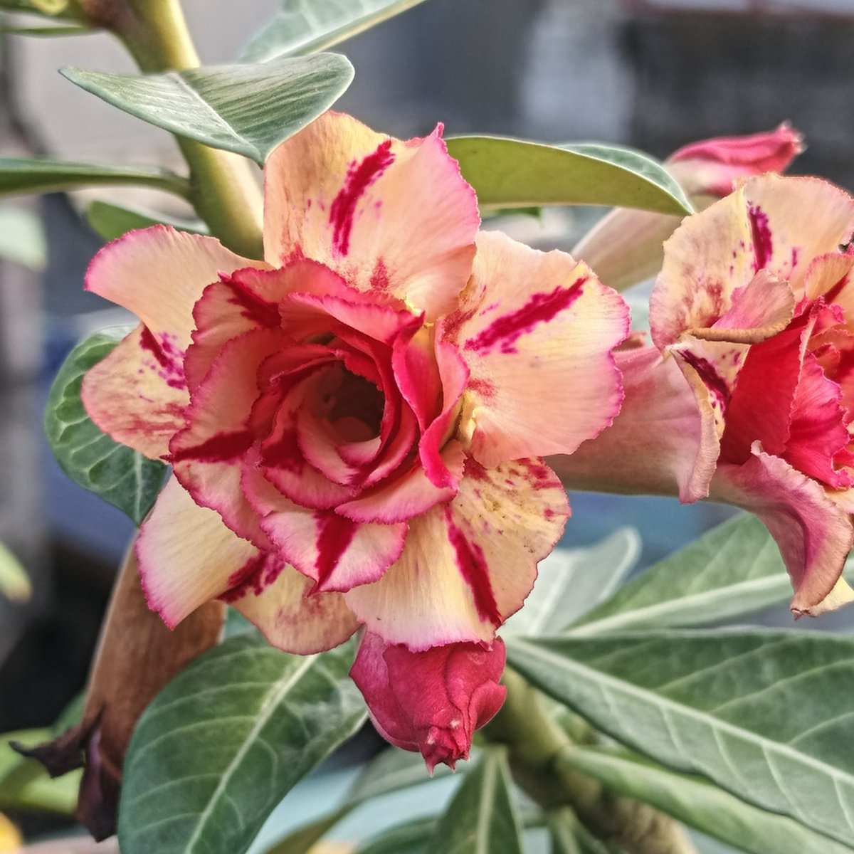 Adenium obesum 'New Lukmai'.