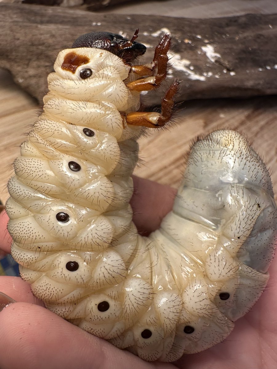 さとぴ tweet media