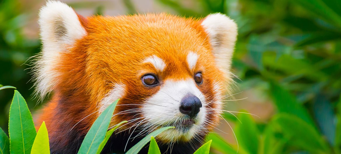RedPandaEveryHr's tweet photo. https://t.co/0UG9IdfTmY
