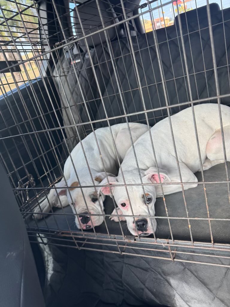 Eva and Echo 2 #whiteboxerpups #6 months old. These sweet #pups need a #foster or #adopter coming To #LongIsland Can you #help? We are in dire need of foster help. #rescuedogs #adoptdontshop #boxerdogs