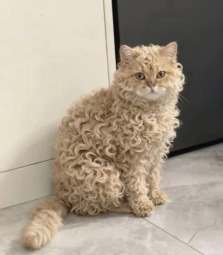 vivaneil1234's tweet image. 