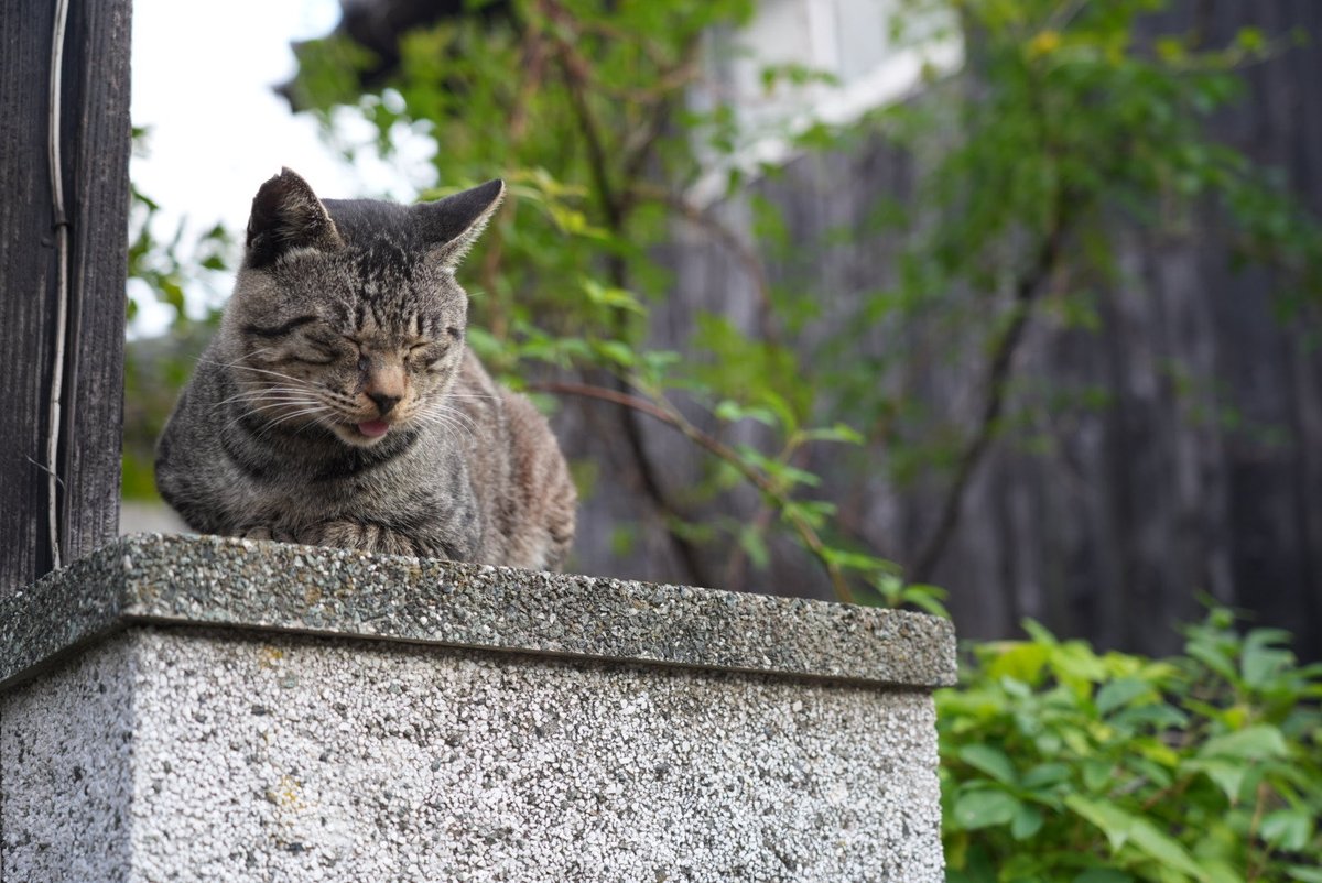atom_a7's tweet photo. しまい忘れカルテット
#猫 #ねこ #cats #島猫 #猫のいる風景 https://t.co/xpAF7MOced