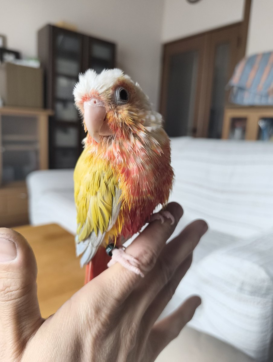 人間の飯の時間だよ！さっさと羽繕いしろ！