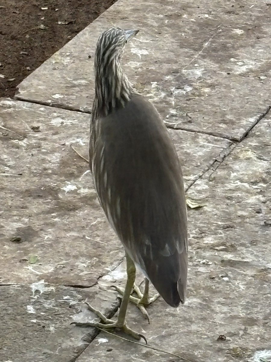 I saw this bird in the park, and it looks  like the types who complain about today’s generation