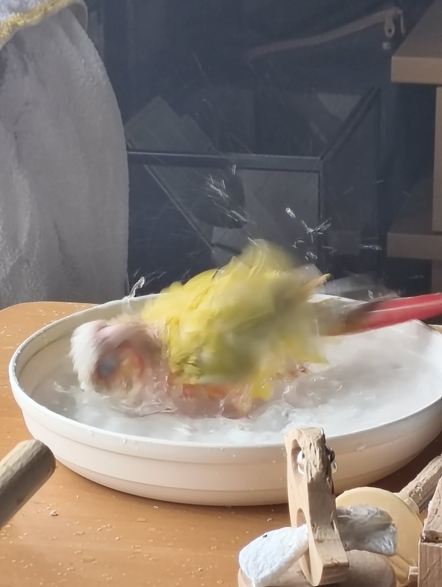 水浴び中…。今日は暖かくないのに。