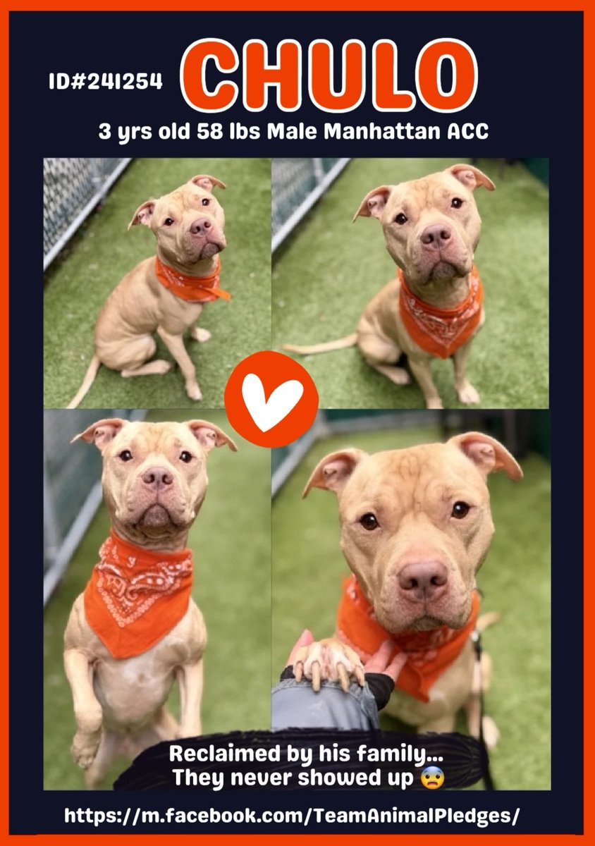 CharBolen's tweet image. #DogOfTheDay♥️ 
CHULO ♥️ #241254  3yr old Boy ♥️#Nycacc
Beautiful young boy has been waiting for 101 days 
for his loving forever home.. family was supposed 
to reclaim.. never did 💔 A sweet loveable soul
that deserves to be loved and wanted!
#Adopt♥️
#Foster
#Pledge4Rescue ♥️🏡
