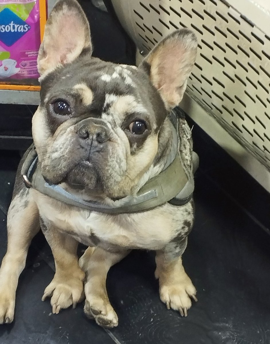 <a href="/EsmeHernandezSi/">Esmeralda Hernández</a>  hace más o menos un hora se nos perdió Droopy, en el barrio la favorita Bogota. Agradezco si lo ven o saben de alguien que lo haya visto.