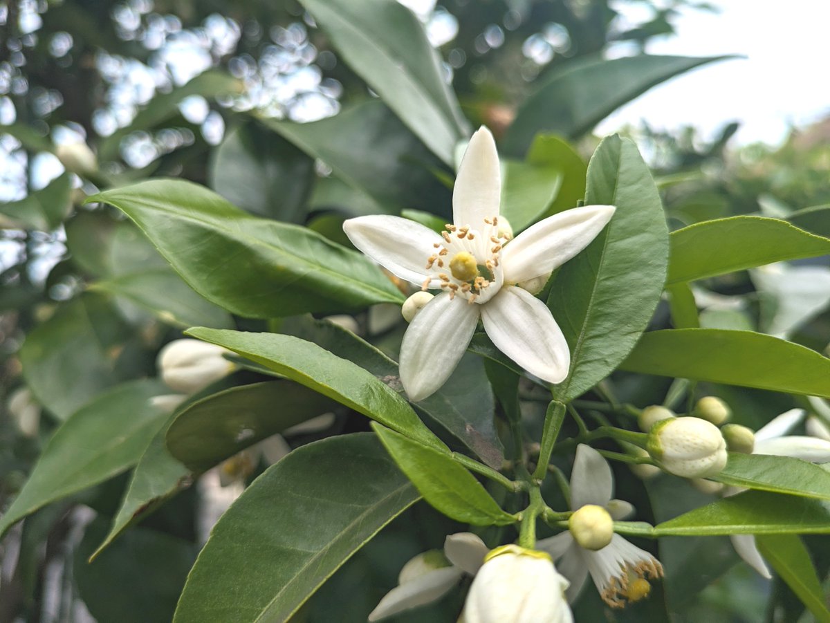 【♪余剰苗特売市♪】富貴蘭　蜜柑の花② ✋️『「蜜柑の花」を買ったら柑橘の香りとは程遠かったです』（VOICE