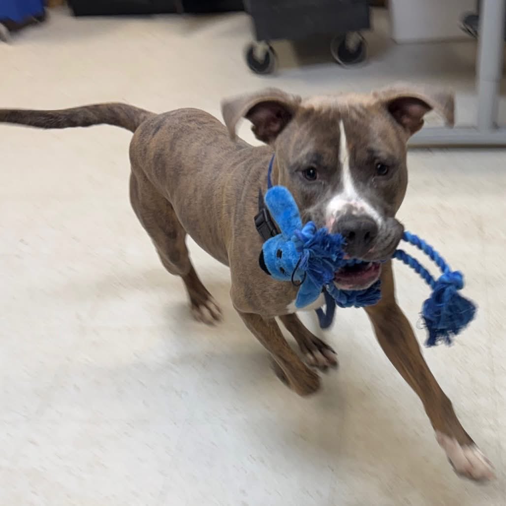 This is Mr. Maxey Moo. He needs out of Philly Animal Control. Please help!