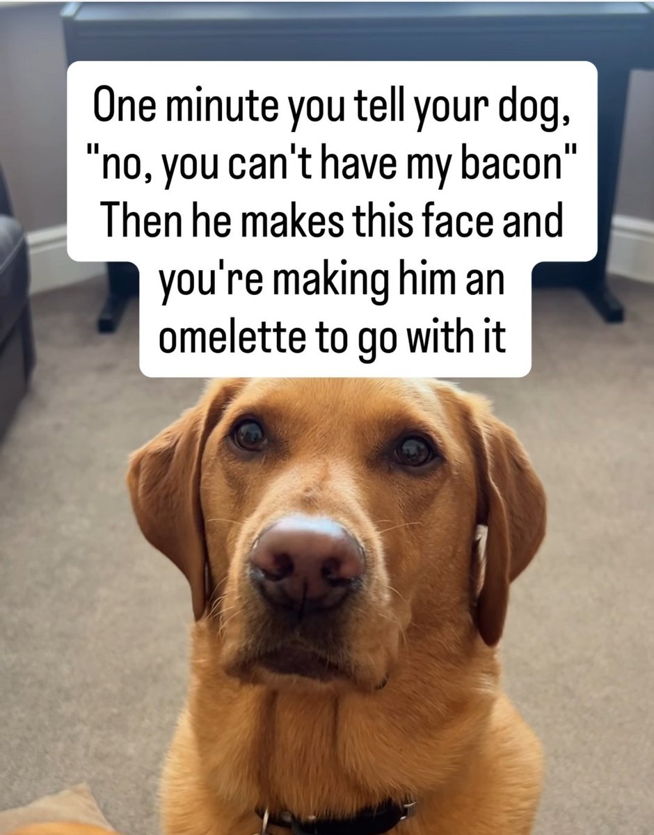 therealpixel 🇺🇸 tweet media