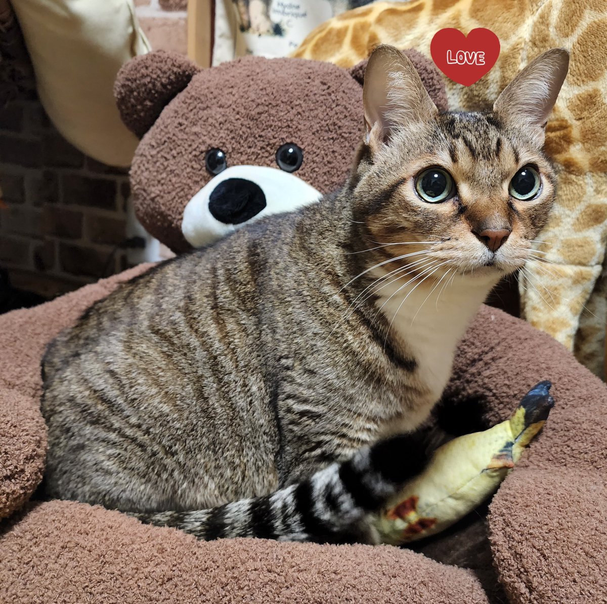 き、き、きた！！！！！！！！！！！！😭😭😭😭 にゃーさん