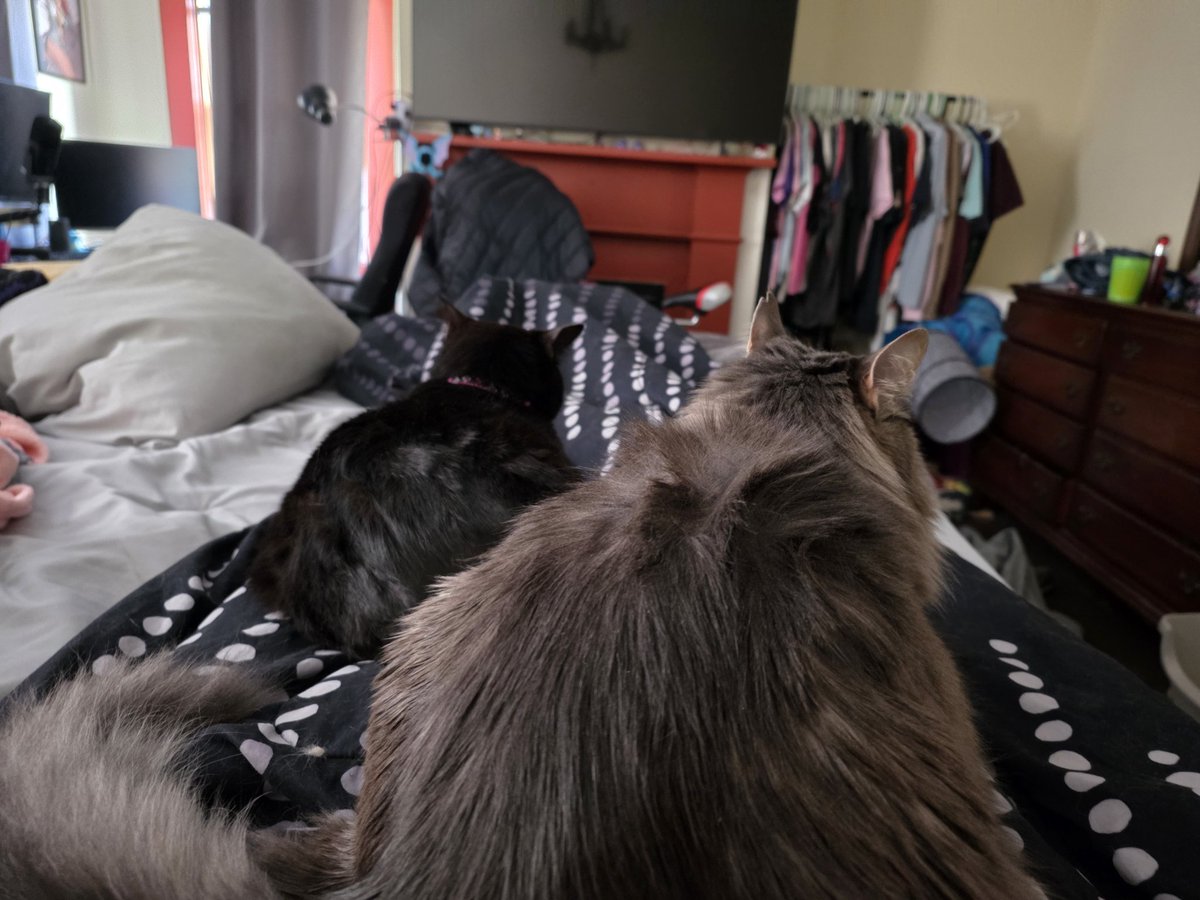 DrVimentin's tweet photo. @supertf Cats https://t.co/AOiGiyLf1S