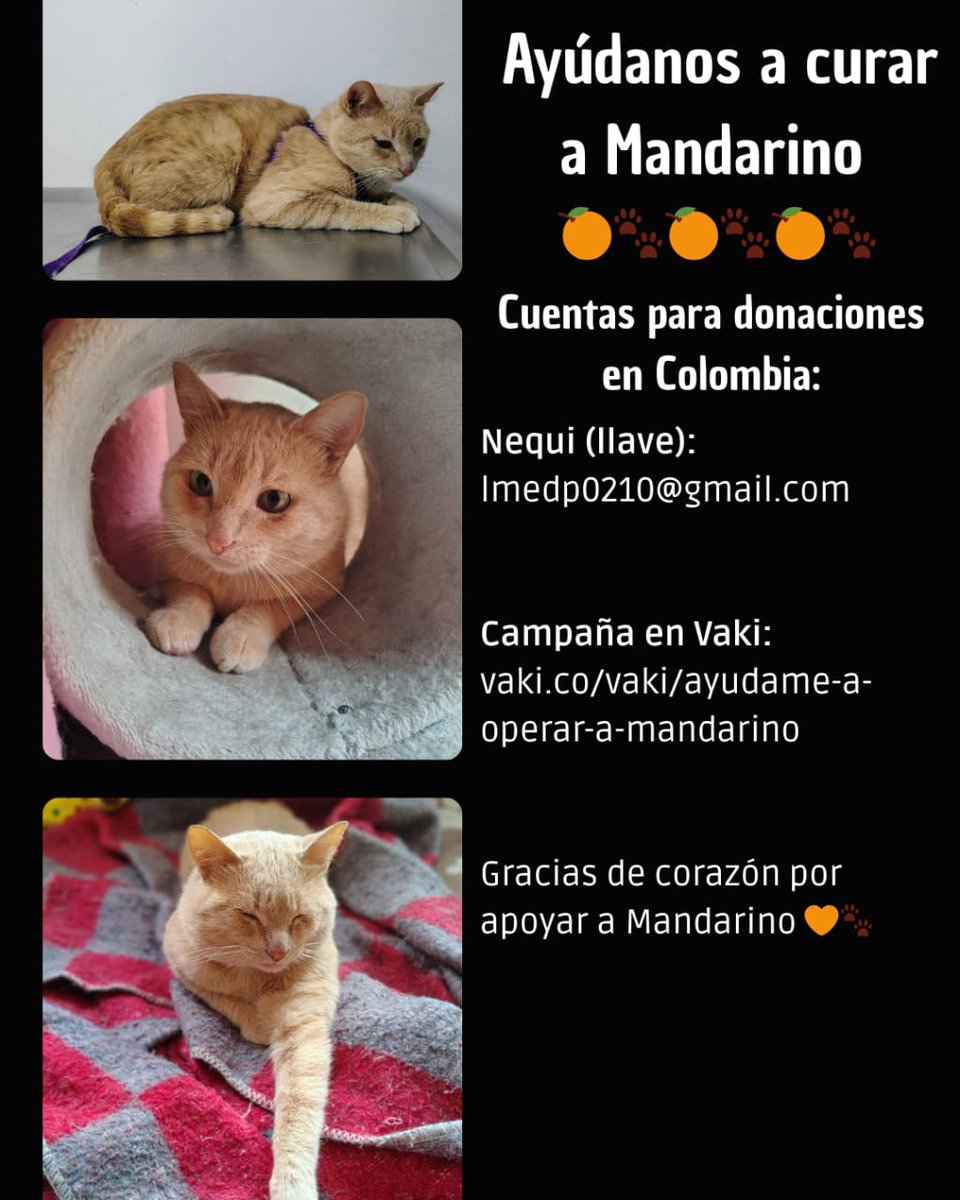 Ayúdanos a curar a Mandarino 😿

Su diagnóstico es bastante grave pero con sólo darle RT ya nos ayudas un montón 🧡