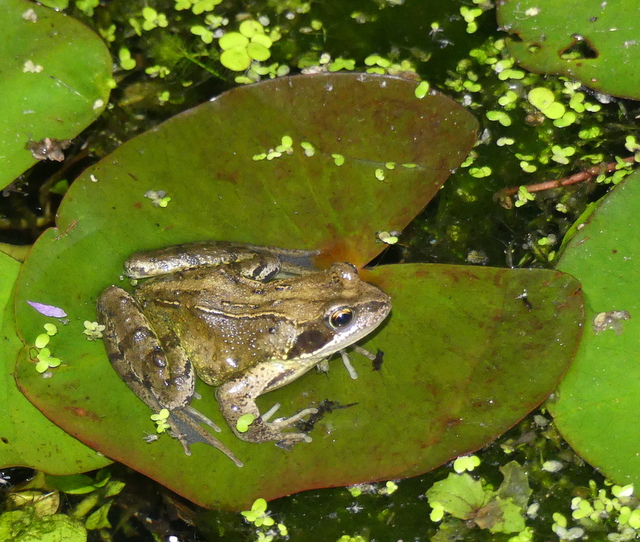 george hogg tweet media