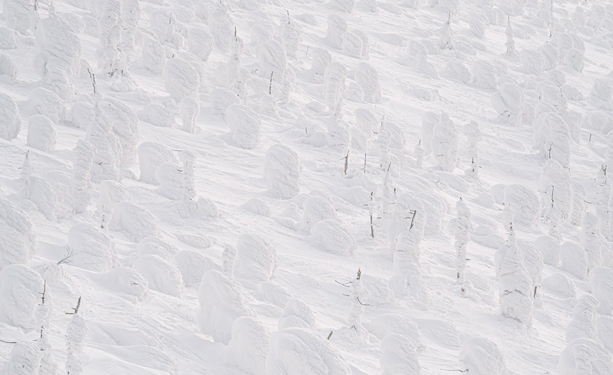 KensakuSEKI's tweet photo. 山形県・蔵王、地蔵岳で見つけた模様。
2026.2.14
#蔵王
#樹氷
#snowmonster https://t.co/4eJJYfH4Cy