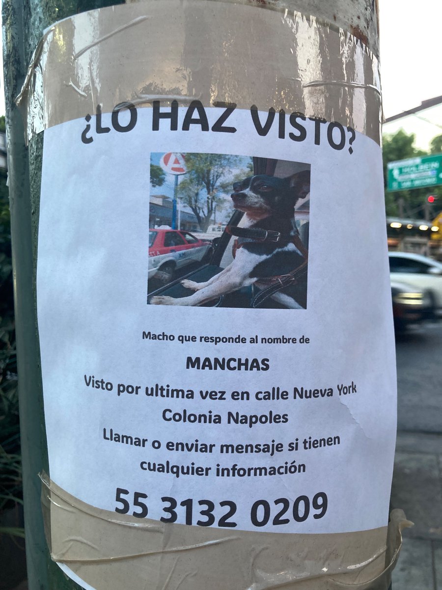 ahrimanpob's tweet photo. Por si ven a Manchas @En_laDelValle @LaNapolesCdMx @MascotasSismo @PrrosPerdidosMX https://t.co/2boyBRyP0o