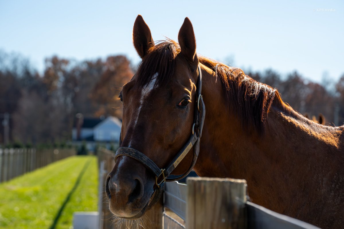 Breakway Farm tweet media